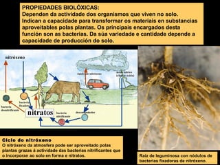 PROPIEDADES BIOLÓXICAS:
Dependen da actividade dos organismos que viven no solo.
Indican a capacidade para transformar os materiais en substancias
aproveitables polas plantas. Os principais encargados desta
función son as bacterias. Da súa variedade e cantidade depende a
capacidade de producción do solo.

Ciclo do nitróxeno
O nitróxeno da atmosfera pode ser aproveitado polas
plantas grazas á actividade das bacterias nitrificantes que
o incorporan ao solo en forma e nitratos.

Raíz de leguminosa con nódulos de
bacterias fixadoras de nitróxeno.

 