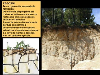 REGOSOL
Ten un grao máis avanzado de
formación.
Os materiais disgregados das
rochas xa están mesturados cos
restos das primeiras especies
vexetais establecidas.
A capa de solo xa ten unha certa
gordura que permite o
desenvolvemento de especies
arbustivas e forestais resistentes.
É a terra de montes e toxeiras.
Non ten utilidade agrícola.

 