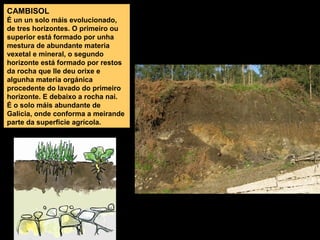 CAMBISOL
É un un solo máis evolucionado,
de tres horizontes. O primeiro ou
superior está formado por unha
mestura de abundante materia
vexetal e mineral, o segundo
horizonte está formado por restos
da rocha que lle deu orixe e
algunha materia orgánica
procedente do lavado do primeiro
horizonte. E debaixo a rocha nai.
É o solo máis abundante de
Galicia, onde conforma a meirande
parte da superficie agrícola.

 