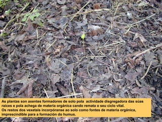 As plantas son axentes formadores de solo pola actividade disgregadora das súas
raíces e pola achega de materia orgánica cando remata o seu ciclo vital.
Os restos dos vexetais incorpóranse ao solo como fontes de materia orgánica,
imprescindible para a formación do humus.

 