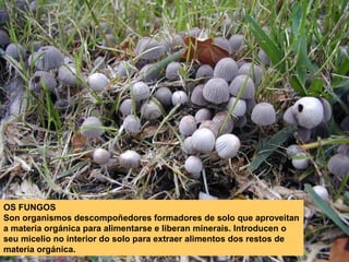 OS FUNGOS
Son organismos descompoñedores formadores de solo que aproveitan
a materia orgánica para alimentarse e liberan minerais. Introducen o
seu micelio no interior do solo para extraer alimentos dos restos de
materia orgánica.

 