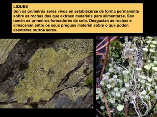 LIQUES
Son os primeiros seres vivos en establecerse de forma permanente
sobre as rochas das que extraen materiais para alimentarse. Son
tamén os primeiros formadores de solo. Desgastan as rochas e
almacenan entre os seus pregues material sobre o que poden
asentarse outros seres.

 