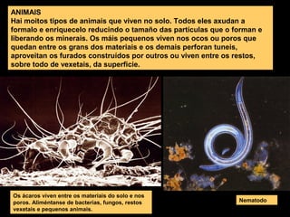 ANIMAIS
Hai moitos tipos de animais que viven no solo. Todos eles axudan a
formalo e enriquecelo reducindo o tamaño das partículas que o forman e
liberando os minerais. Os máis pequenos viven nos ocos ou poros que
quedan entre os grans dos materiais e os demais perforan tuneis,
aproveitan os furados construídos por outros ou viven entre os restos,
sobre todo de vexetais, da superficie.

Os ácaros viven entre os materiais do solo e nos
poros. Aliméntanse de bacterias, fungos, restos
vexetais e pequenos animais.

Nematodo

 