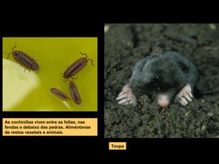 As cochinillas viven entre as follas, nas
fendas e debaixo das pedras. Aliméntanse
de restos vexetais e animais.
Toupa

 