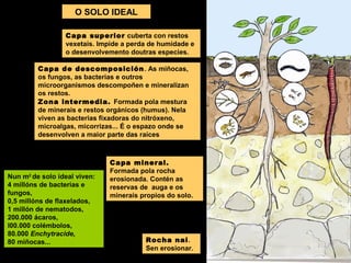 O SOLO IDEAL
Capa superior cuberta con restos
vexetais. Impide a perda de humidade e
o desenvolvemento doutras especies.
Capa de descomposición . As miñocas,
os fungos, as bacterias e outros
microorganismos descompoñen e mineralizan
os restos.
Zona intermedia. Formada pola mestura
de minerais e restos orgánicos (humus). Nela
viven as bacterias fixadoras do nitróxeno,
microalgas, micorrizas... É o espazo onde se
desenvolven a maior parte das raíces

Nun m2 de solo ideal viven:
4 millóns de bacterias e
fungos,
0,5 millóns de flaxelados,
1 millón de nematodos,
200.000 ácaros,
l00.000 colémbolos,
80.000 Enchytracide,
80 miñocas...

Capa mineral.
Formada pola rocha
erosionada. Contén as
reservas de auga e os
minerais propios do solo.

Rocha nai.
Sen erosionar.

 