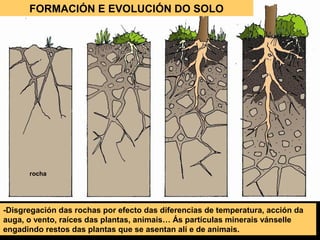 FORMACIÓN E EVOLUCIÓN DO SOLO

rocha

-Disgregación das rochas por efecto das diferencias de temperatura, acción da
auga, o vento, raíces das plantas, animais… Ás partículas minerais vánselle
engadindo restos das plantas que se asentan alí e de animais.

 