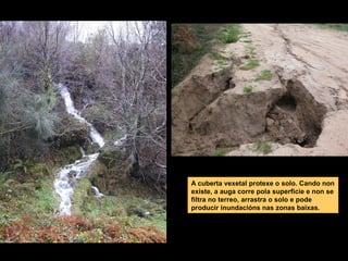 A cuberta vexetal protexe o solo. Cando non
existe, a auga corre pola superficie e non se
filtra no terreo, arrastra o solo e pode
producir inundacións nas zonas baixas.

 
