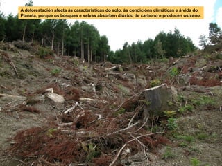 A deforestación afecta ás características do solo, ás condicións climáticas e á vida do
Planeta, porque os bosques e selvas absorben dióxido de carbono e producen osíxeno.

 