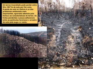 Un terreo incendiado pode perder entre
50 e 100 Tm de solo por Ha e ano.
A perda do solo en Galicia é un dos
problemas ambientais mais
importantes, agravado ademais pola
forma e as características do terreo. As
fortes pendentes e pouca adherencia
entre as partículas favorecen o arrastre
do solo pola auga e o vento.

 
