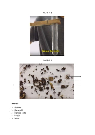 Atividade 3
Atividade 4
Legenda
1- Minhoca
2- Maria-café
3- Bicho da conta
4- Caracol
5- Lesma
 