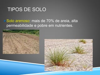 TIPOS DE SOLO
Solo arenoso: mais de 70% de areia, alta
permeabilidade e pobre em nutrientes.
 