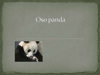 Oso panda  