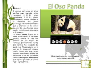 El Oso PandaNombreEl nombre del panda en chino significa gran oso-gato (chino tradicional: 大熊貓, chino simplificado: 大熊猫, pinyin: dàxióngmāo), aunque también se lo denomina oso fajado (huaxiong). Este nombre se debe a que, a diferencia de las demás especies de oso, el panda posee pupilas verticales, que recuerdan a la de los gatos.La palabra panda (como se lo llama en occidente) es de origen incierto, aunque se cree que proviene de una lengua del Himalaya, (posiblemente nepalí). Este nombre fue heredado del panda rojo, Ailurusfulgens, con el que se le emparentó durante mucho tiempo, por tener zarpas similares. Cuando esta relación fue descartada se le dio su nombre científico Ailuropoda melanoleuca que significa pie como el 'panda rojo' - negro y blanco.El panda gigante vive en seis regiones montañosas de China.3