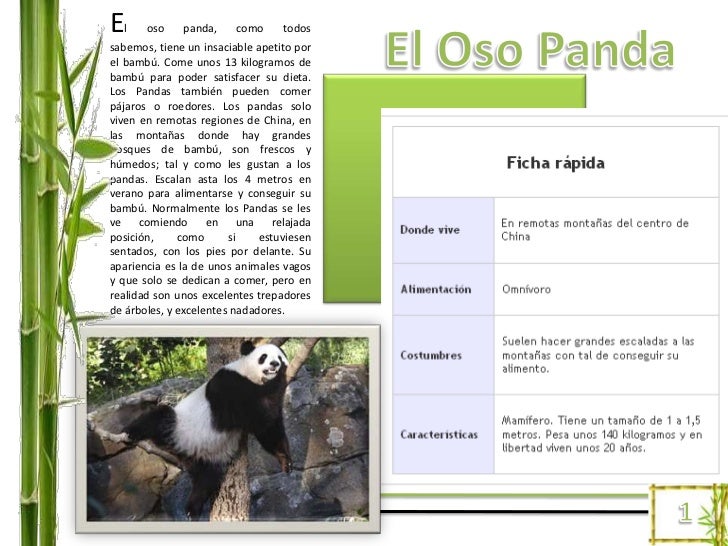 Oso panda