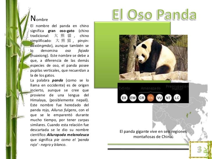 Oso panda