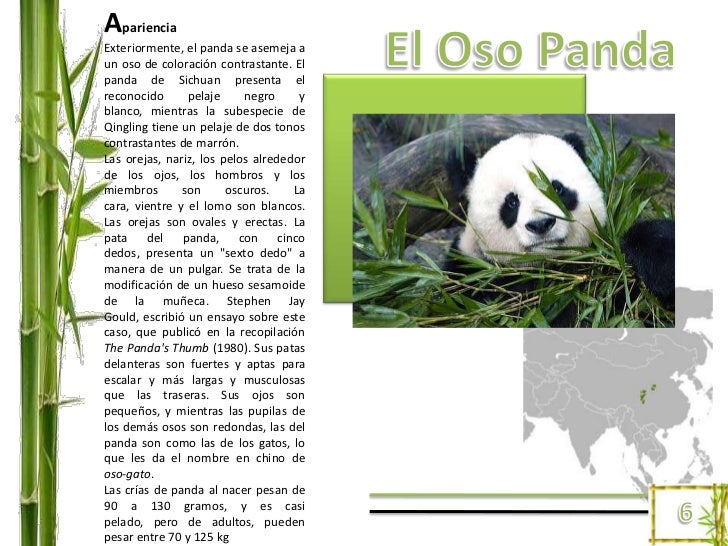 Oso panda