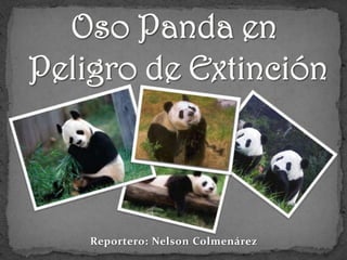 Oso Panda en Peligro de Extinción Reportero: Nelson Colmenárez 