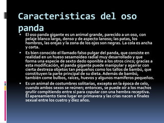 Caracteristicas del oso
panda
 El oso panda gigante es un animal grande, parecido a un oso, con
  pelaje blanco largo, denso y de aspecto lanoso; las patas, los
  hombros, las orejas y la zona de los ojos son negras. La cola es ancha
  y corta.
 Es bien conocido el llamado falso pulgar del panda, que consiste en
  realidad en un hueso sesamoideo radial muy desarrollado y que
  forma una especie de sexto dedo oponible a los otros cinco; gracias a
  esta modificación, el panda gigante puede manipular y agarrar con
  cierta destreza objetos tan pequeños como los tallos de bambú, que
  constituyen la parte principal de su dieta. Además de bambú,
  también come bulbos, raíces, huevos y algunos mamíferos pequeños.
 Es un animal de costumbres solitarias, excepto en la época de celo,
  cuando ambos sexos se reúnen; entonces, se puede oír a los machos
  gruñir compitiendo entre sí para copular con una hembra receptiva.
  El apareamiento tiene lugar en primavera y las crías nacen a finales
  sexual entre los cuatro y diez años.
 
