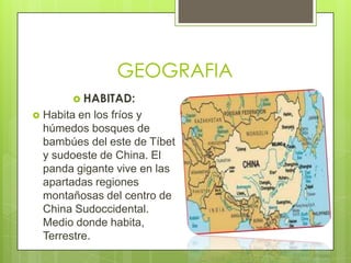 GEOGRAFIA
          HABITAD:
   Habita en los fríos y
    húmedos bosques de
    bambúes del este de Tíbet
    y sudoeste de China. El
    panda gigante vive en las
    apartadas regiones
    montañosas del centro de
    China Sudoccidental.
    Medio donde habita,
    Terrestre.
 
