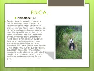FISICA.
              FISIOLOGIA:
   Exteriormente, se asemeja a un oso de
    coloración contrastante. Presenta el
    reconocido pelaje negro y blanco. Las
    orejas, nariz, los pelos alrededor de los ojos,
    los hombros y los miembros son oscuros. La
    cara, vientre y el lomo son blancos. Las
    orejas son ovales y erectas. La pata del
    panda, con cinco dedos, presenta un
    "sexto dedo" a manera de un pulgar. Se
    trata de la modificación de un hueso
    sesamoide de la muñeca. Sus patas
    delanteras son fuertes y aptas para escalar
    y más largas y musculosas que las traseras.
    Sus ojos son pequeños, y mientras las
    pupilas de los demás osos son redondas, las
    del panda son como las de los gatos, lo
    que les da el nombre en chino de oso-
    gato.
 