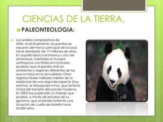 CIENCIAS DE LA TIERRA.
     PALEONTEOLOGIA:

   Los análisis comparativos de
    ADN, evolutivamente, los pandas se
    separan del tronco principal de los osos
    hace alrededor de 17 millones de años.
    En aquella época el Ursavus u oso del
    amanecer, habitaba en Europa
    subtropical. Los fósiles encontrados
    prueban que el panda vivió en
    ambientes y regiones diferentes de las
    que lo hace en la actualidad. Otros
    registros fósiles hallados hablan de la
    existencia de una segunda especie (hoy
    extinta), el Ailuropoda minor, que tenía la
    mitad del tamaño del panda moderno.
    En 2002 fue publicado un trabajo que
    prueba, a través de estudios de su
    genoma, que el panda enfrentó una
    situación de cuello de botella hace
    43.000 años.
 