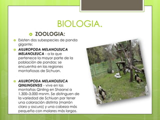 BIOLOGIA.
            ZOOLOGIA:
   Existen dos subespecies de panda
    gigante:
   AILUROPODA MELANOLEUCA
    MELANOLEUCA - a la que
    pertenece la mayor parte de la
    población de pandas; se
    encuentra en las regiones
    montañosas de Sichuan.

   AILUROPODA MELANOLEUCA
    QINLINGENSIS - vive en las
    montañas Qinling en Shaanxi a
    1.300–3.000 msnm. Se distinguen de
    la variedad de Schiuan por tener
    una coloración distinta (marrón
    claro y oscuro) y una cabeza más
    pequeña con molares más largos.
 