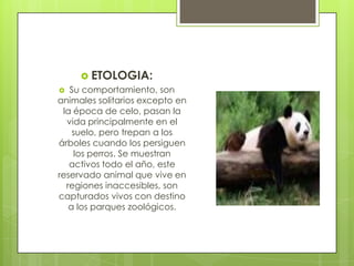  ETOLOGIA:
 Su comportamiento, son
animales solitarios excepto en
 la época de celo, pasan la
  vida principalmente en el
    suelo, pero trepan a los
árboles cuando los persiguen
    los perros. Se muestran
   activos todo el año, este
reservado animal que vive en
  regiones inaccesibles, son
capturados vivos con destino
   a los parques zoológicos.
 