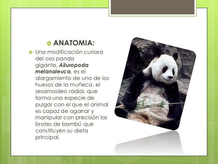 Oso Panda Es Carnivoro Herbivoro O Omnivoro