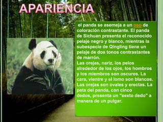 el panda se asemeja a un oso de
coloración contrastante. El panda
de Sichuan presenta el reconocido
pelaje negro y blanco, mientras la
subespecie de Qingling tiene un
pelaje de dos tonos contrastantes
de marrón.
Las orejas, nariz, los pelos
alrededor de los ojos, los hombros
y los miembros son oscuros. La
cara, vientre y el lomo son blancos.
Las orejas son ovales y erectas. La
pata del panda, con cinco
dedos, presenta un "sexto dedo" a
manera de un pulgar.
 