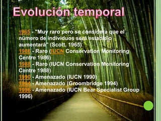 1965 - "Muy raro pero se considera que el
número de individuos será estable o
aumentará" (Scott, 1965)
1986 - Raro (IUCN Conservation Monitoring
Centre 1986)
1988 - Raro (IUCN Conservation Monitoring
Centre 1988)
1990 - Amenazado (IUCN 1990)
1994 - Amenazado (Groombridge 1994)
1996 - Amenazado (IUCN Bear Specialist Group
1996)
 