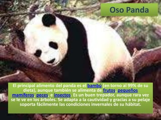 Oso Panda




 El principal alimento del panda es el bambú (en torno al 99% de su
       dieta), aunque también se alimenta de frutos, pequeños
 mamíferos, peces, e insectos. Es un buen trepador, aunque rara vez
se le ve en los árboles. Se adapta a la cautividad y gracias a su pelaje
     soporta fácilmente las condiciones invernales de su hábitat.
 
