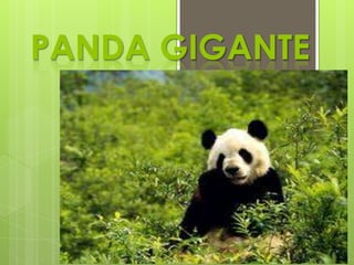 PANDA GIGANTE
 