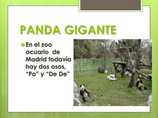 PANDA GIGANTE
En el zoo
acuario de
Madrid todavía
hay dos osos,
“Po” y “De De”