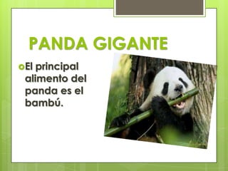PANDA GIGANTE
El principal
alimento del
panda es el
bambú.