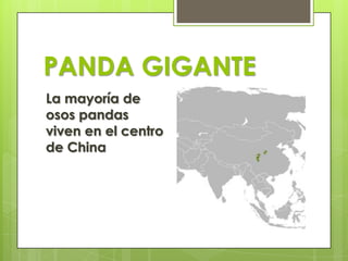 PANDA GIGANTE
La mayoría de
osos pandas
viven en el centro
de China