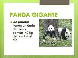 PANDA GIGANTE
Los pandas
tienen un dedo
de mas y
comen 40 kg
de bambú al
día.