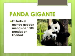 PANDA GIGANTE
En todo el
mundo quedan
menos de 1000
pandas en
libertad