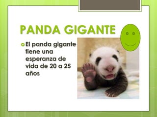 PANDA GIGANTE
El panda gigante
tiene una
esperanza de
vida de 20 a 25
años