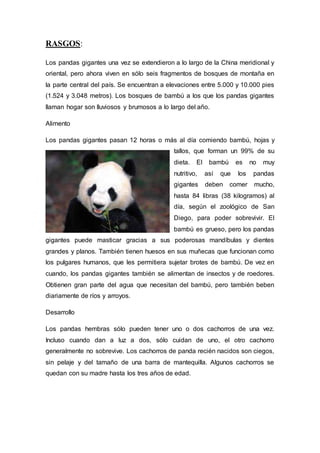 RASGOS: 
Los pandas gigantes una vez se extendieron a lo largo de la China meridional y 
oriental, pero ahora viven en sólo seis fragmentos de bosques de montaña en 
la parte central del país. Se encuentran a elevaciones entre 5.000 y 10.000 pies 
(1.524 y 3.048 metros). Los bosques de bambú a los que los pandas gigantes 
llaman hogar son lluviosos y brumosos a lo largo del año. 
Alimento 
Los pandas gigantes pasan 12 horas o más al día comiendo bambú, hojas y 
tallos, que forman un 99% de su 
dieta. El bambú es no muy 
nutritivo, así que los pandas 
gigantes deben comer mucho, 
hasta 84 libras (38 kilogramos) al 
día, según el zoológico de San 
Diego, para poder sobrevivir. El 
bambú es grueso, pero los pandas 
gigantes puede masticar gracias a sus poderosas mandíbulas y dientes 
grandes y planos. También tienen huesos en sus muñecas que funcionan como 
los pulgares humanos, que les permitiera sujetar brotes de bambú. De vez en 
cuando, los pandas gigantes también se alimentan de insectos y de roedores. 
Obtienen gran parte del agua que necesitan del bambú, pero también beben 
diariamente de ríos y arroyos. 
Desarrollo 
Los pandas hembras sólo pueden tener uno o dos cachorros de una vez. 
Incluso cuando dan a luz a dos, sólo cuidan de uno, el otro cachorro 
generalmente no sobrevive. Los cachorros de panda recién nacidos son ciegos, 
sin pelaje y del tamaño de una barra de mantequilla. Algunos cachorros se 
quedan con su madre hasta los tres años de edad. 
 