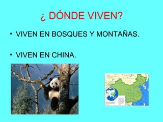 ¿ DÓNDE VIVEN?
• VIVEN EN BOSQUES Y MONTAÑAS.
• VIVEN EN CHINA.
 