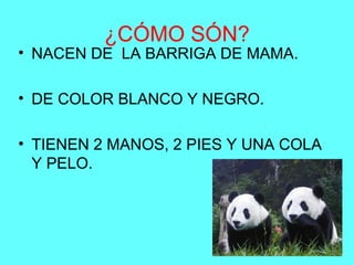 ¿CÓMO SÓN?
• NACEN DE LA BARRIGA DE MAMA.
• DE COLOR BLANCO Y NEGRO.
• TIENEN 2 MANOS, 2 PIES Y UNA COLA
Y PELO.
 