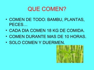 QUE COMEN?
• COMEN DE TODO: BAMBU, PLANTAS,
PECES…
• CADA DIA COMEN 18 KG DE COMIDA.
• COMEN DURANTE MAS DE 10 HORAS.
• SOLO COMEN Y DUERMEN.
 