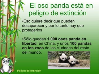 El oso panda está en
peligro de extinción
●Eso quiere decir que pueden
desaparecer y por lo tanto hay que
protegerlos
●Sólo quedan 1.000 osos panda en
libertad en China, y unos 100 pandas
en los zoos de las ciudades del resto
del mundo.
Peligro de extinción
 