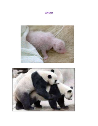 ANEXO
 