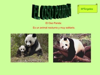 El Oso Panda:  Es un animal nocturno y muy solitario. EL OSO PANDA MªÁngeles 
