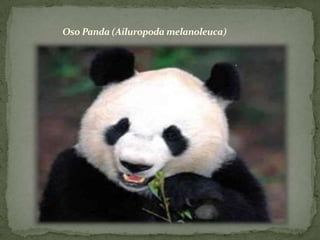 Oso Panda (Ailuropoda melanoleuca)
.
 