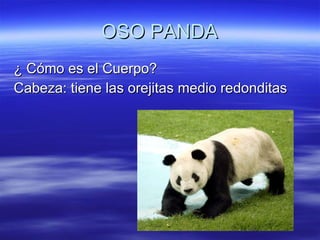 OSO PANDA ,[object Object],[object Object]
