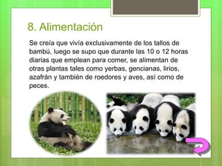 8. Alimentación
Se creía que vivía exclusivamente de los tallos de
bambú, luego se supo que durante las 10 o 12 horas
diarias que emplean para comer, se alimentan de
otras plantas tales como yerbas, gencianas, lirios,
azafrán y también de roedores y aves, así como de
peces.
 