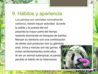 9. Hábitos y apariencia
Los pandas son animales normalmente
solitarios, tienen mayor actividad durante
la salida y la puesta del sol
pasando la mayor parte del tiempo
restante durmiendo en bosques de bambú.
Marcan su territorio con una combinación
de olores que producen con su glándula
anal, orina y marcas con las garras. Así,
evitan enfrentamientos entre ellos.
Al ser un animal subtropical, el panda ha
perdido el hábito de la hibernación.
 