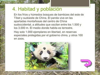 4. Habitad y población
En los fríos y húmedos bosques de bambúes del este de
Tíbet y sudoeste de China. El panda vive en las
apartadas montañosas del centro de China
sudoccidental, a altitudes que oscilan entre los 1.500 y
los 3.000 m. El medio donde habita es terrestre.
Hay solo 1.000 ejemplares en libertad, en reservas
especiales protegidas por el gobierno chino, y otros 100
en zoos.
 
